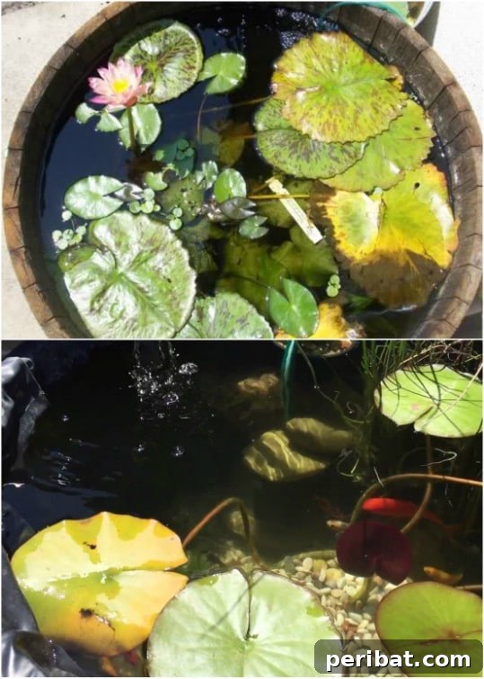 Delightful & Affordable Mini Water Gardens for Every Home 3 Half wine barrel transformed into a charming mini pond with aquatic plants, showcasing a rustic aesthetic.