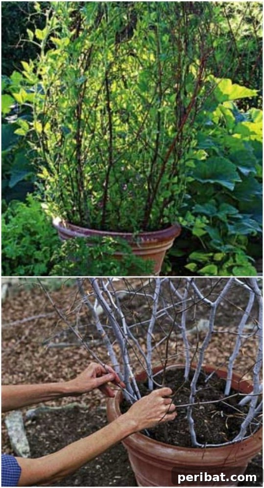 Creative DIY Trellises to Enhance Your Garden's Beauty and Support 11 DIY Branch Trellis In A Pot
