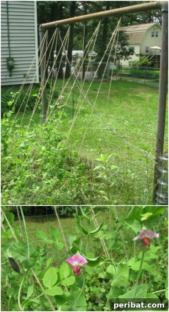 Creative DIY Trellises to Enhance Your Garden's Beauty and Support 17 Repurposed Clothesline Trellis