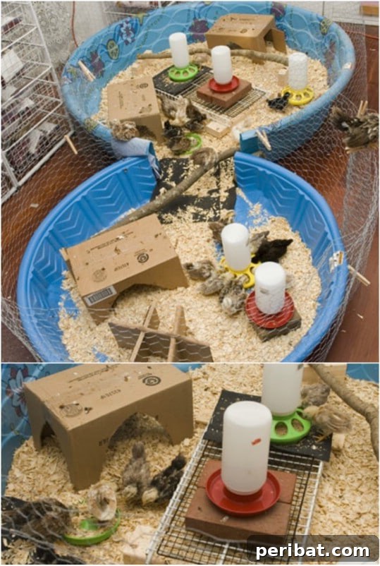 20 Genius Hacks for Repurposing Old Kiddie Pools 19 Easy DIY Chicken Brooder