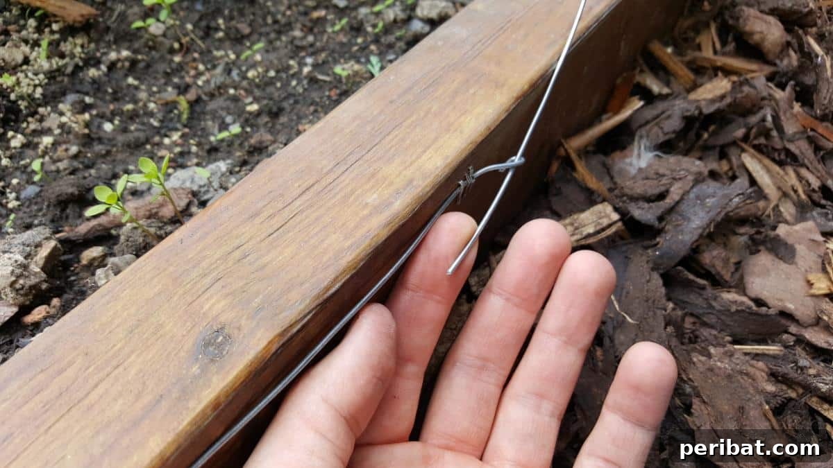 How to Build a Humane Slug and Snail Repelling Fence: First Wire Loop
