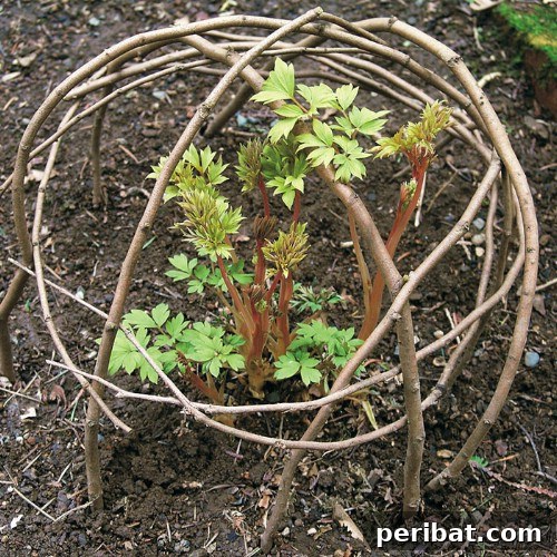 Garden Plant Support