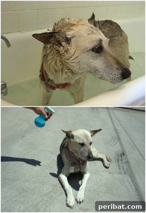 30 Clever Ways Dawn Dish Soap Can Transform Your Home 19 Pet-Friendly Flea Killing Bath with Dawn Dish Soap