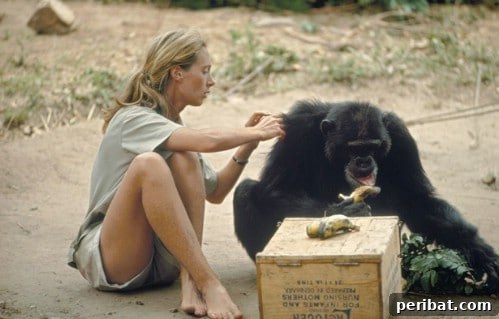 Easy Jane Goodall Costume Idea