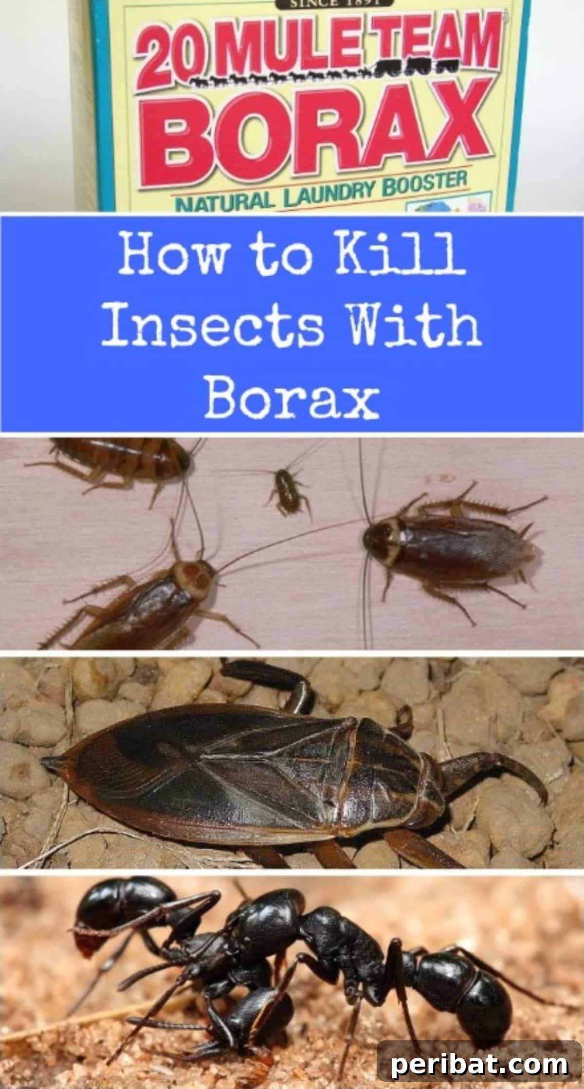 10 Genius Borax Hacks for a Smarter Home 3 How to kill insects with borax collage.