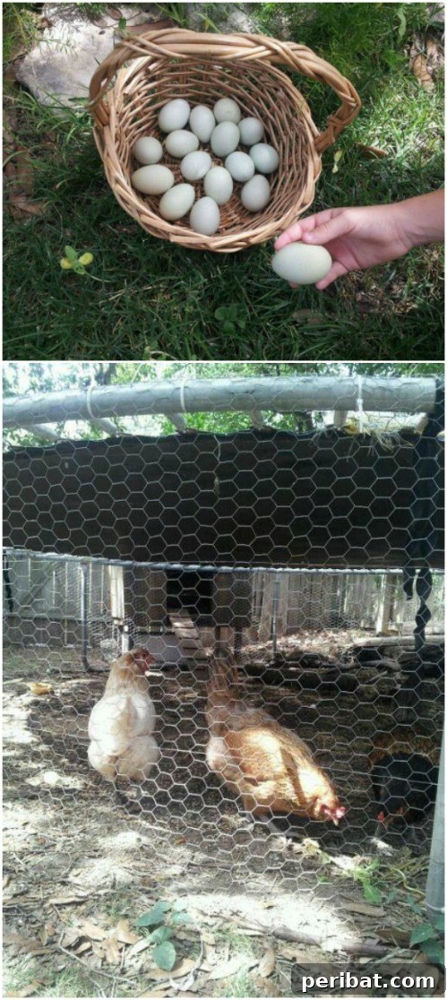 Weekend Chicken Coops: 20 Free DIY Plans for Quick Builds 21 Spacious repurposed trampoline chicken coop, providing ample outdoor space.