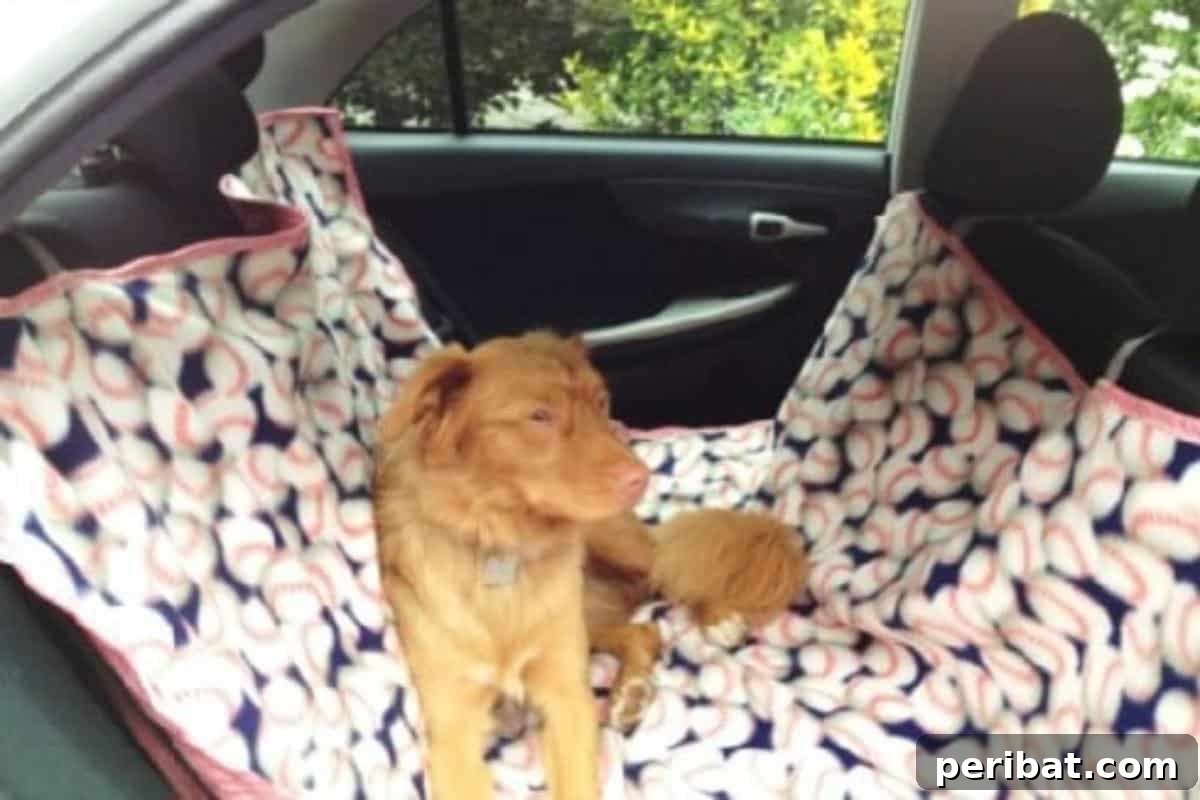 Effortless DIY Car Organization Hacks 17 A comfortable and protective hammock installed in the backseat of a car for a dog, demonstrating a clever way to organize pet travel by containing hair and messes while providing comfort.