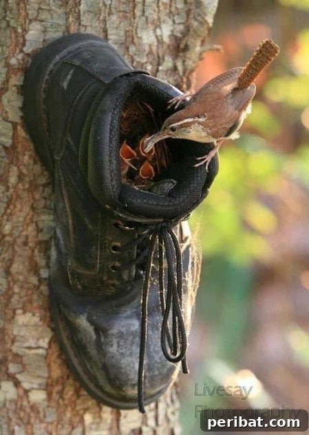 23 Kolay Yemlik Fikriyle Bahçenizi Kuşlarla Şenlendirin 9 Shoe Feeder - 23 DIY Birdfeeders That Will Fill Your Garden With Birds