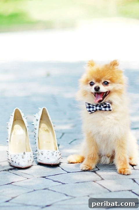 35+ Ingenious No-Sew Craft Ideas 33 Adorable doggie bow ties, crafted without sewing for pets