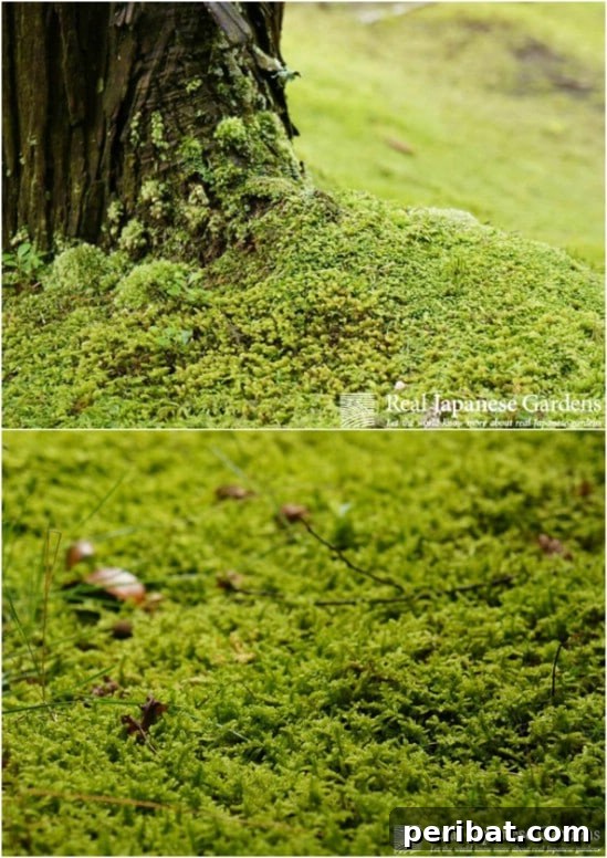 Add Some Moss