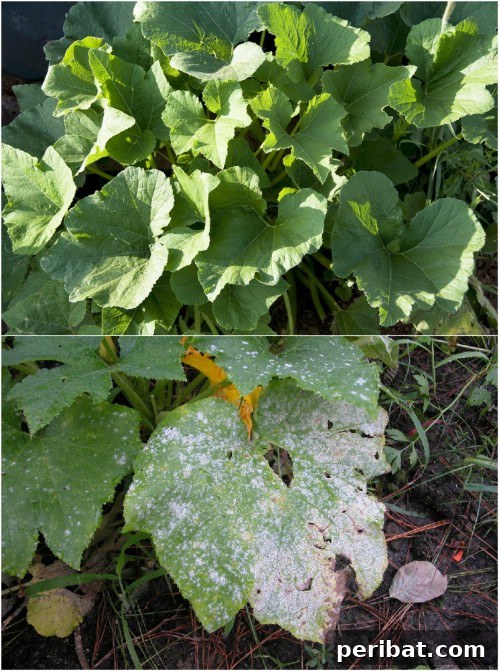 Easy DIY Garden Fungicide And Pest Deterrent