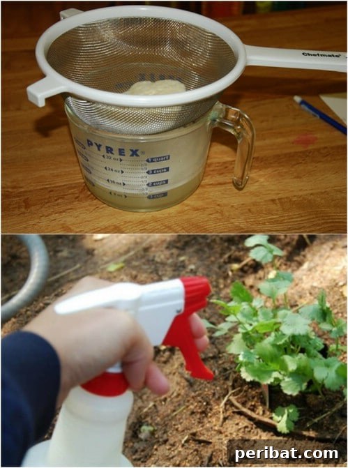 DIY Natural Garlic Pesticide Spray