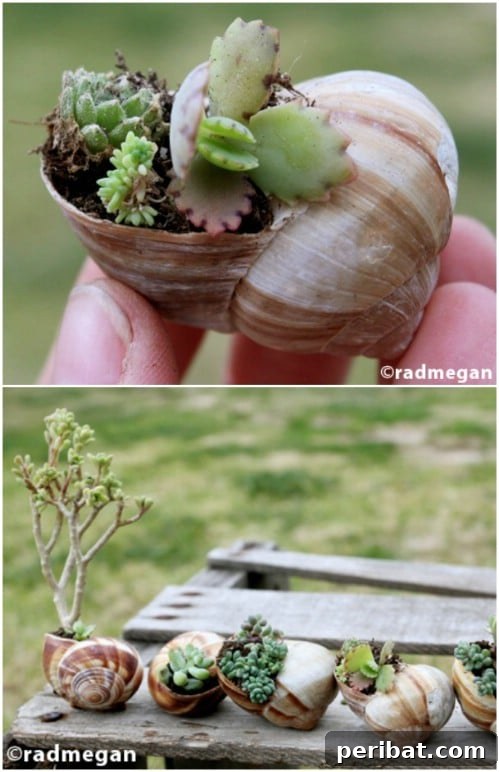 Dış Mekanlara Estetik Katan 25 Kendin Yap Saksı Fikri 18 Repurposed Seashell Planters: Unique Coastal Garden Decor