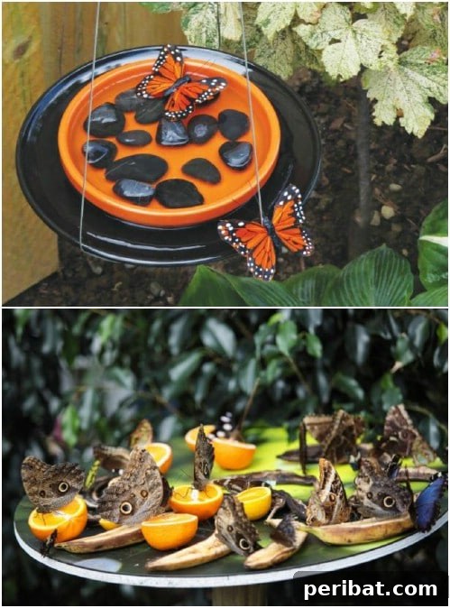 DIY Butterfly Feeder And Waterer