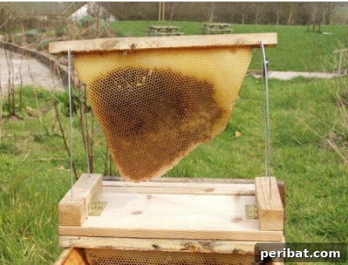 DIY Top Bar Beehive