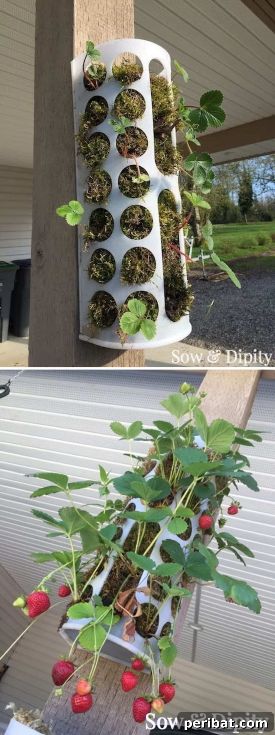 Unlock Your Garden's Potential: 12 Genius IKEA Hacks 11 An IKEA shopping bag holder cleverly repurposed into an innovative vertical strawberry planter, demonstrating a space-saving and efficient way to grow strawberries in a backyard or on a deck.