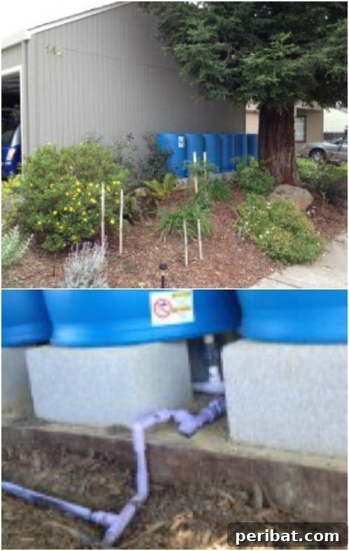 DIY Rainwater Collection and Gravity-Feed Irrigation System