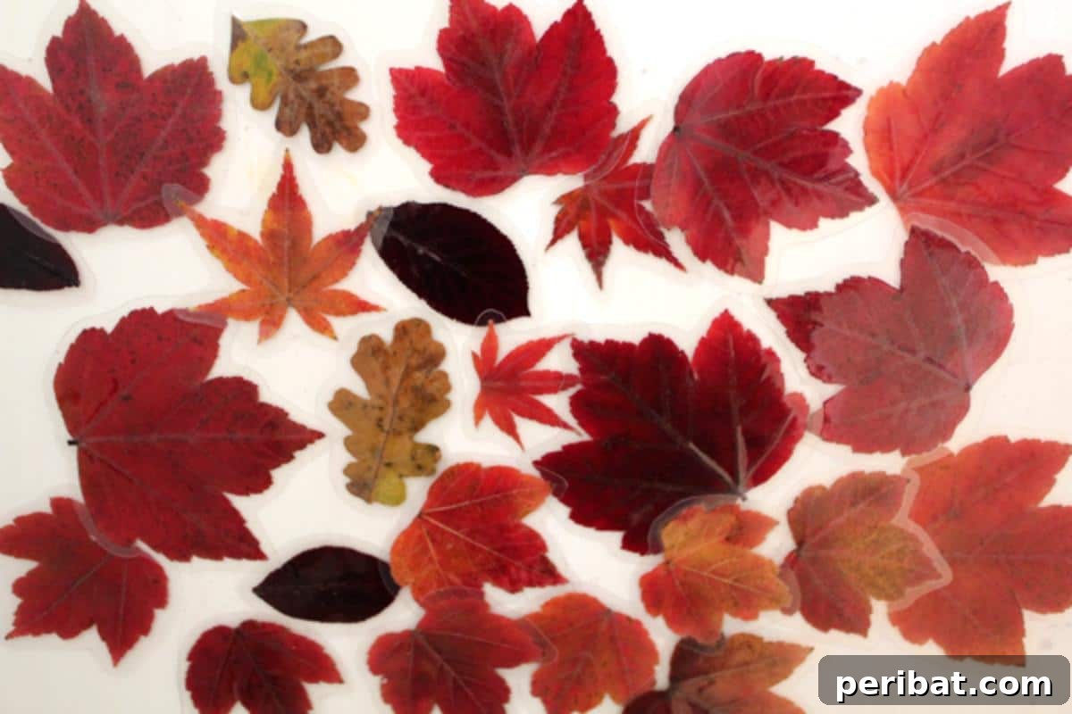 Autumn's Bounty: Creative Leaf Crafts for Young Explorers 16 Leaf Magnets, featuring laminated fall leaves with small magnets attached.