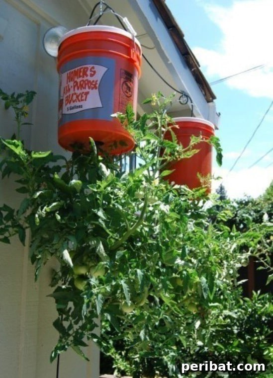 DIY Upside Down Tomato Planter