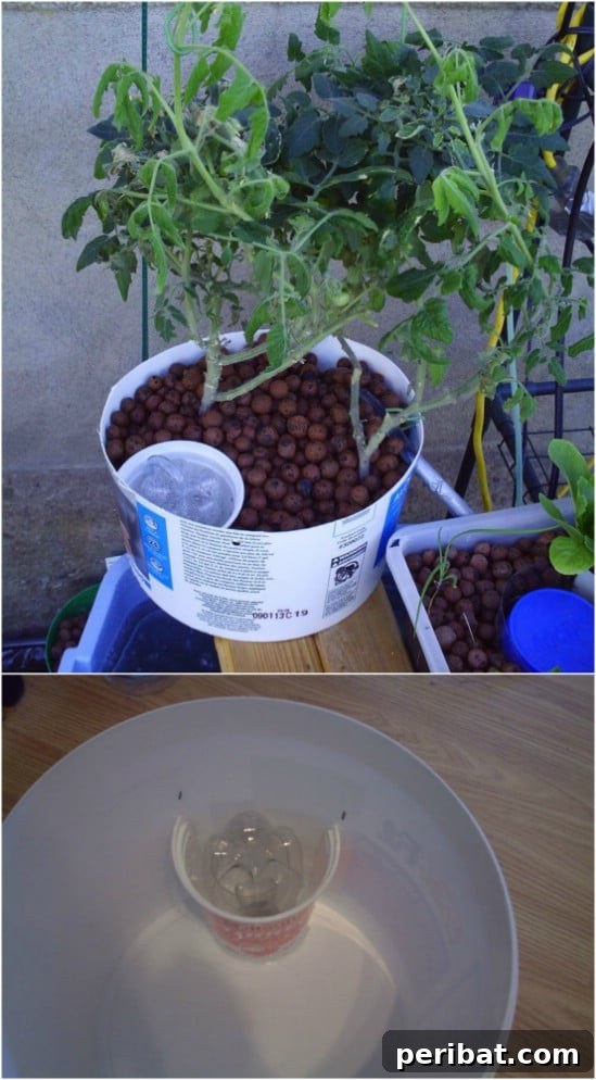 DIY Aquaponic System with a Five-Gallon Bucket