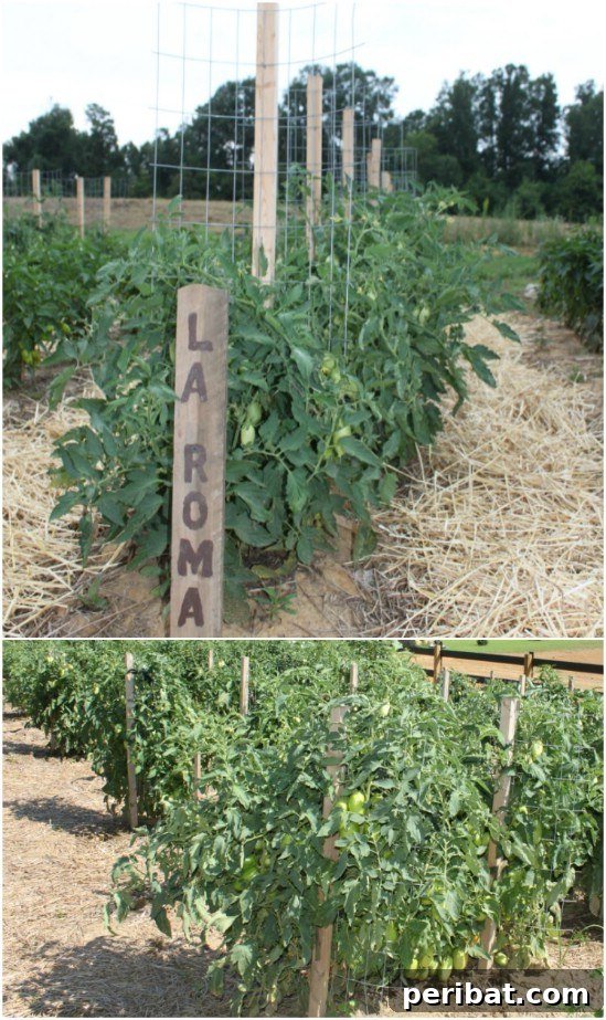 15 Must-Have DIY Plant Supports and Cages for Your Summer Garden 8 DIY Stake And Wire Plant Support