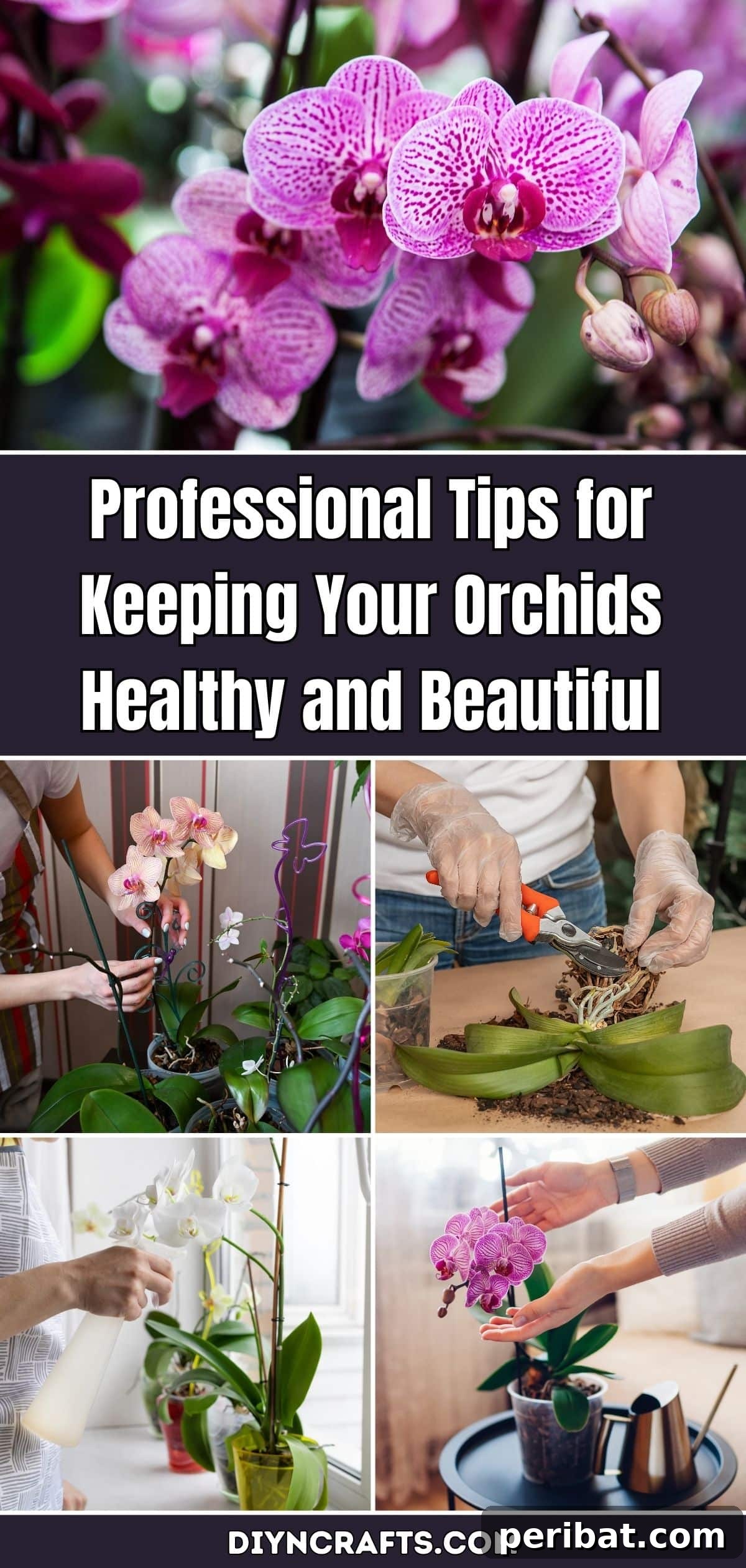 Expert Tips for Stunning Orchids 2 Vibrant purple Phalaenopsis orchid in full bloom, showcasing its delicate petals and elegant display.