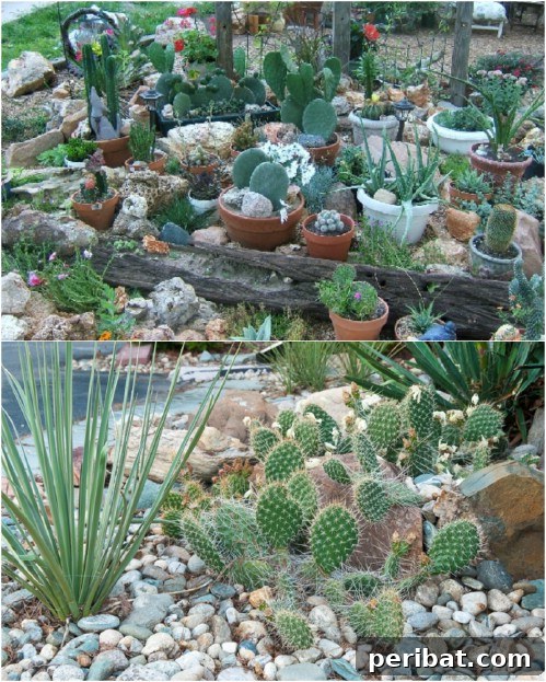 Cactus Rock Garden