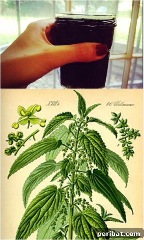 Stinging Nettle Infusion for Seasonal Allergy Symptoms