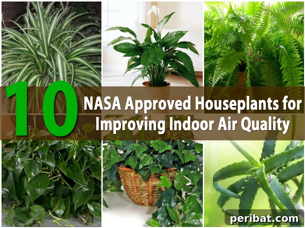 NASA Approved Houseplants for Clean Air
