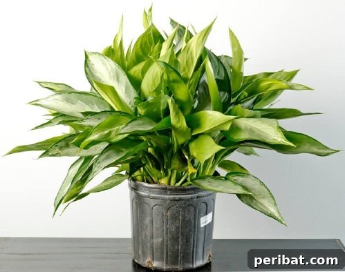 Chinese Evergreen - Top 10 NASA Approved Houseplants for Improving Indoor Air Quality