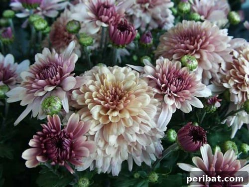 Chrysanthemum - Top 10 NASA Approved Houseplants for Improving Indoor Air Quality