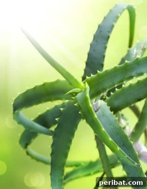 Aloe Vera - Top 10 NASA Approved Houseplants for Improving Indoor Air Quality