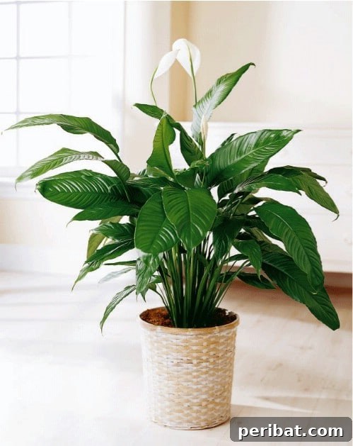 Peace Lily - Top 10 NASA Approved Houseplants for Improving Indoor Air Quality