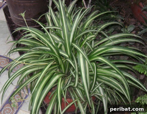 Spider Plant - Top 10 NASA Approved Houseplants for Improving Indoor Air Quality
