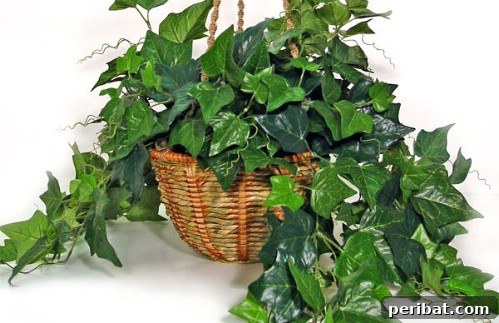 English Ivy - Top 10 NASA Approved Houseplants for Improving Indoor Air Quality
