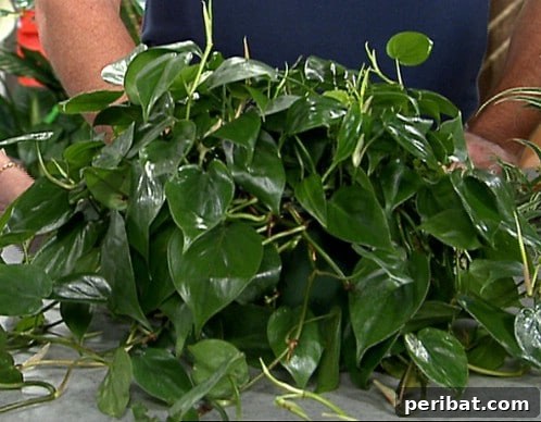 Heart Leaf Philodendron - Top 10 NASA Approved Houseplants for Improving Indoor Air Quality