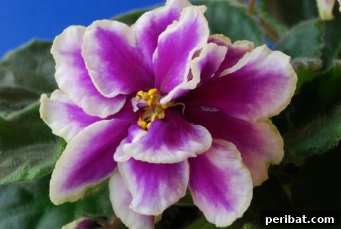 African Violets - Top 10 NASA Approved Houseplants for Improving Indoor Air Quality