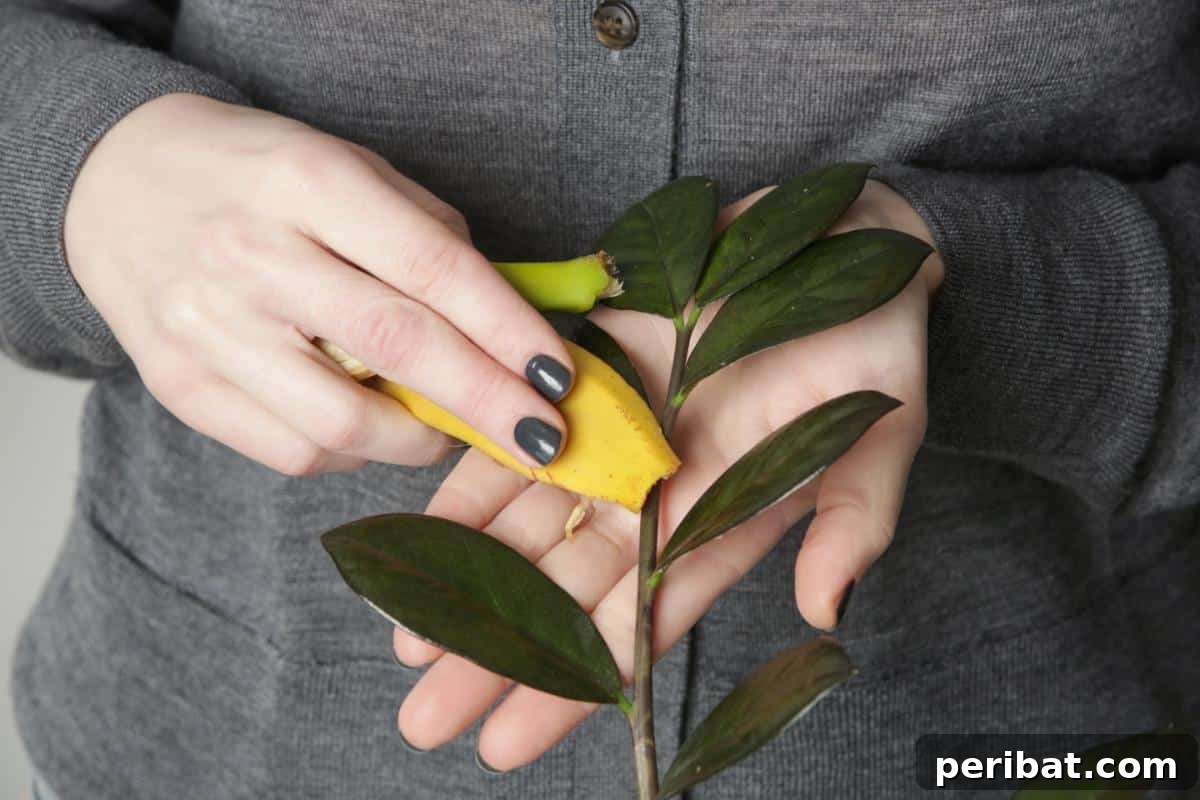 Beyond the Bin: 20 Brilliant Ways to Repurpose Fruit and Vegetable Peels 18 Cleaning houseplant leaves with a banana peel.