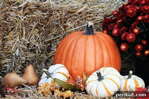 Turn Scraps Into Staples Your Guide To Regrowing Food 13 Pumpkin seeds ready for planting