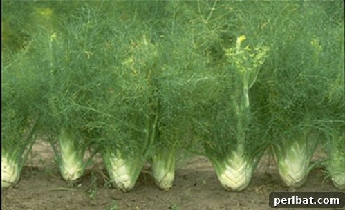 Turn Scraps Into Staples Your Guide To Regrowing Food 16 Fennel base regrowing in water