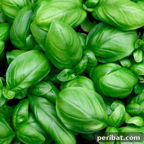 Turn Scraps Into Staples Your Guide To Regrowing Food 18 Basil stem growing roots in water