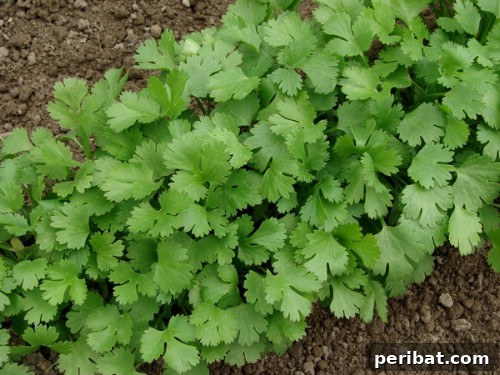 Turn Scraps Into Staples Your Guide To Regrowing Food 19 Cilantro stems growing roots in water