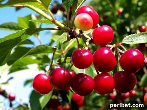 Turn Scraps Into Staples Your Guide To Regrowing Food 21 Cherry pits for planting