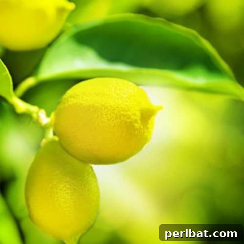 Turn Scraps Into Staples Your Guide To Regrowing Food 24 Lemon tree seedlings in a pot