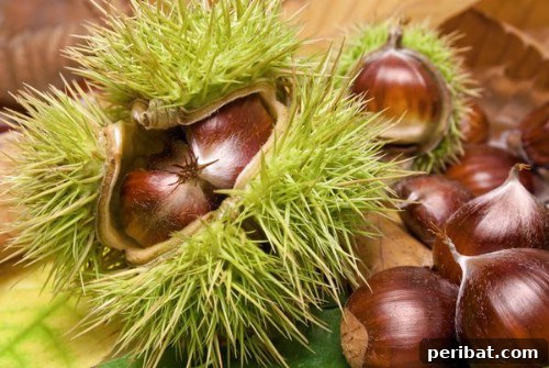 Turn Scraps Into Staples Your Guide To Regrowing Food 26 Chestnuts ready for planting
