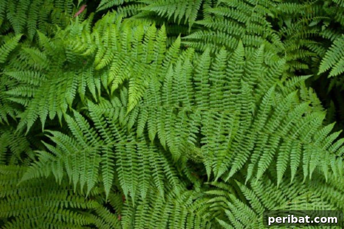 Healthy, vibrant ferns showcasing the revitalizing effect of castor oil