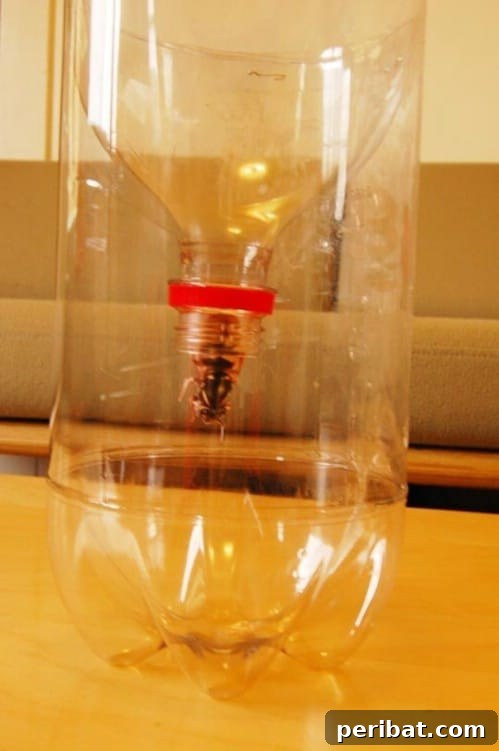 Wasp Trap - Fun and Creative Crafts with Plastic Soda Bottles