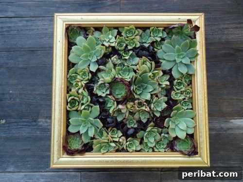 Ingenious Space-Saving Tips for Tiny Gardens 41 Low Maintenance Succulent Garden - Drought Tolerant Plants