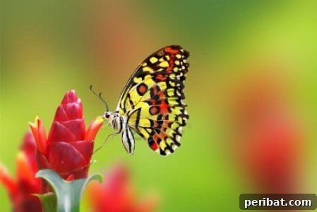 Elevate Your Exterior 150 Genius Projects to Maximize Curb Appeal 104 Plant A Butterfly Garden - 150 Remarkable Projects and Ideas to Improve Your Home's Curb Appeal