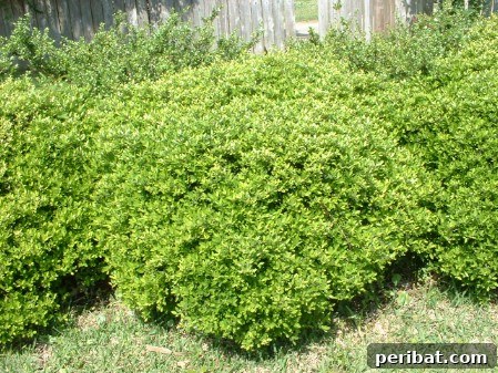 Elevate Your Exterior 150 Genius Projects to Maximize Curb Appeal 31 Plant Shrubs - 150 Remarkable Projects and Ideas to Improve Your Home's Curb Appeal